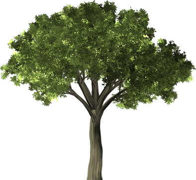 Illustration of a Tree